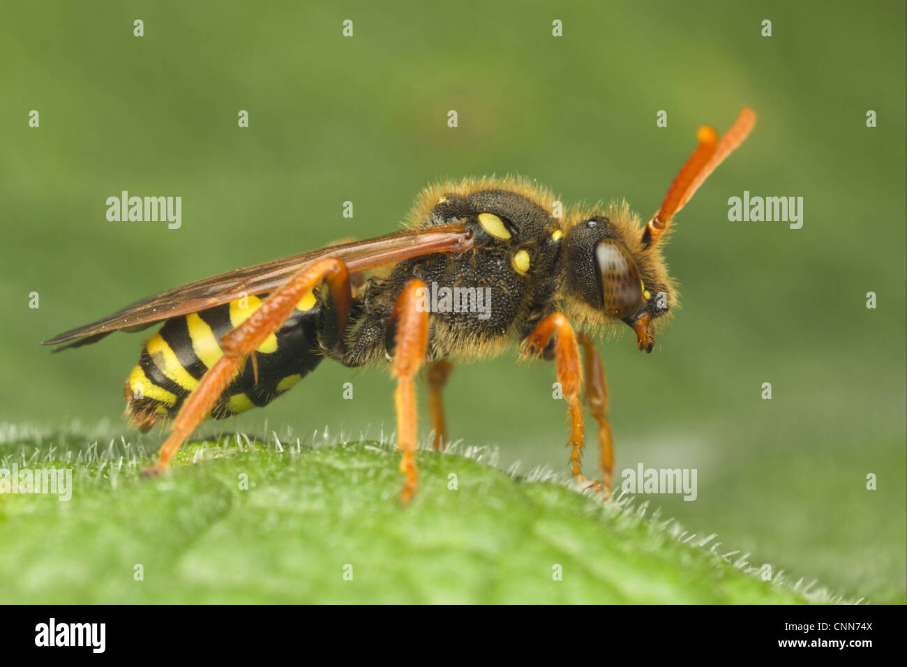 Nomad (abeille Nomada sp.) adulte, reposant sur feuille, Leicestershire, Angleterre, mai Banque D'Images