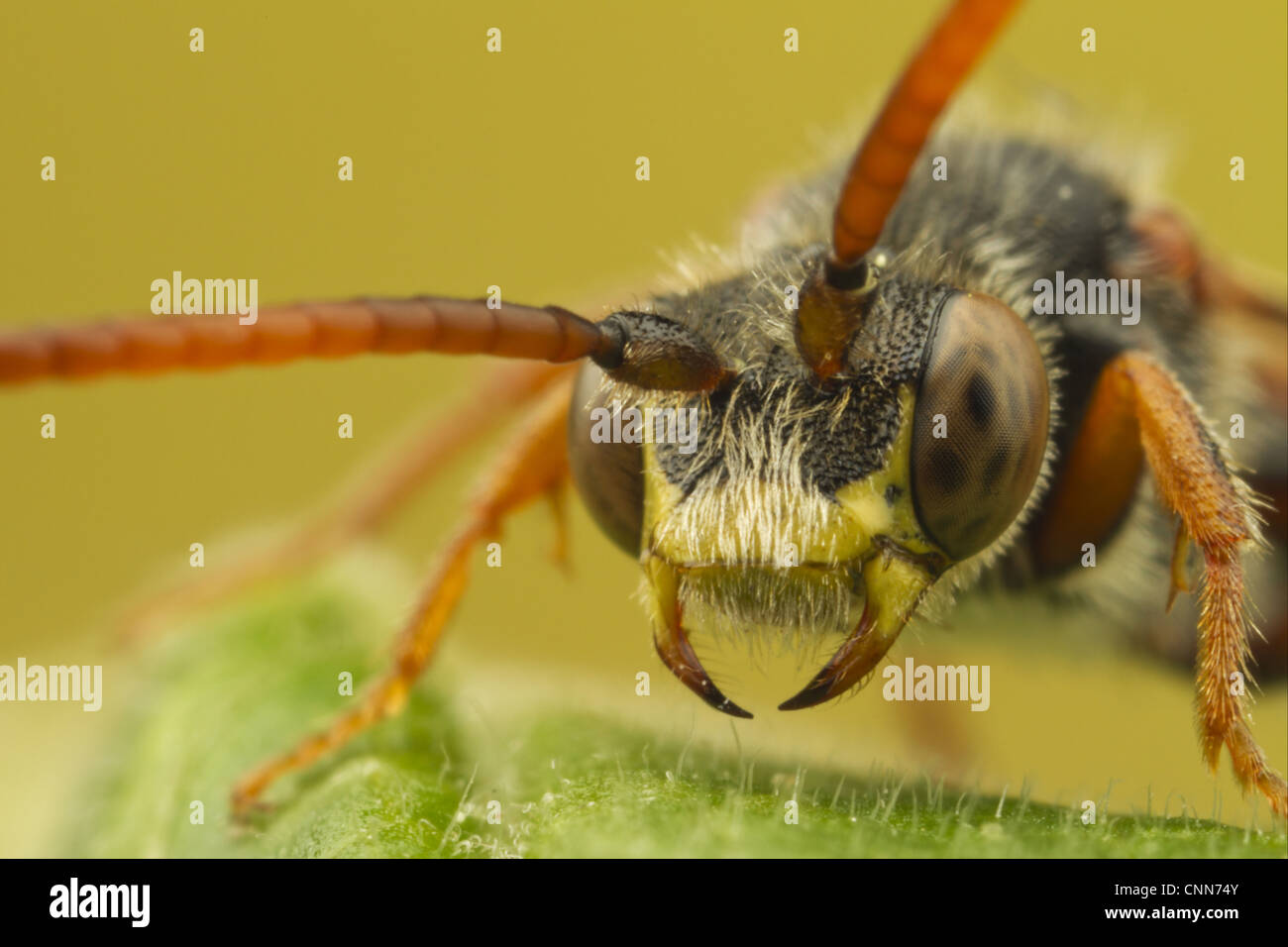 Nomad (abeille Nomada sp.) adulte, close-up de tête, Leicestershire, Angleterre, mai Banque D'Images