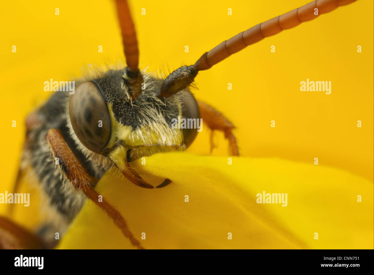 Nomad (abeille Nomada sp.) adulte, close-up de tête, dormir avec jaws verrouillé sur pétale de fleur, Leicestershire, Angleterre, mai Banque D'Images