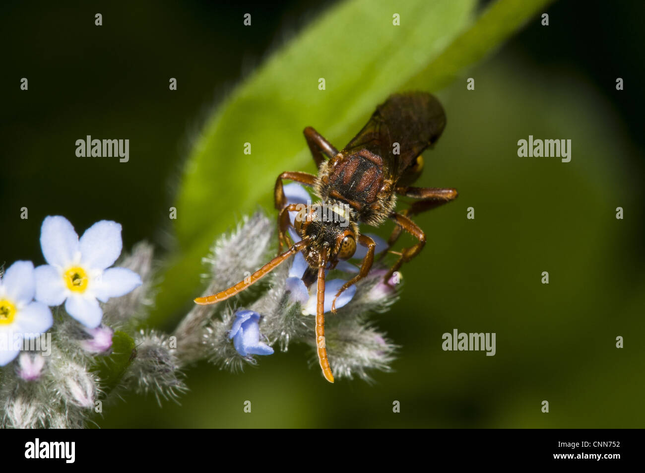 Nomad (abeille Nomada sp.), adultes se nourrissent de forget-me-not (Myosotis sp.) fleur, Piscines Cliffe réserve RSPB, Kent, Angleterre, mai Banque D'Images
