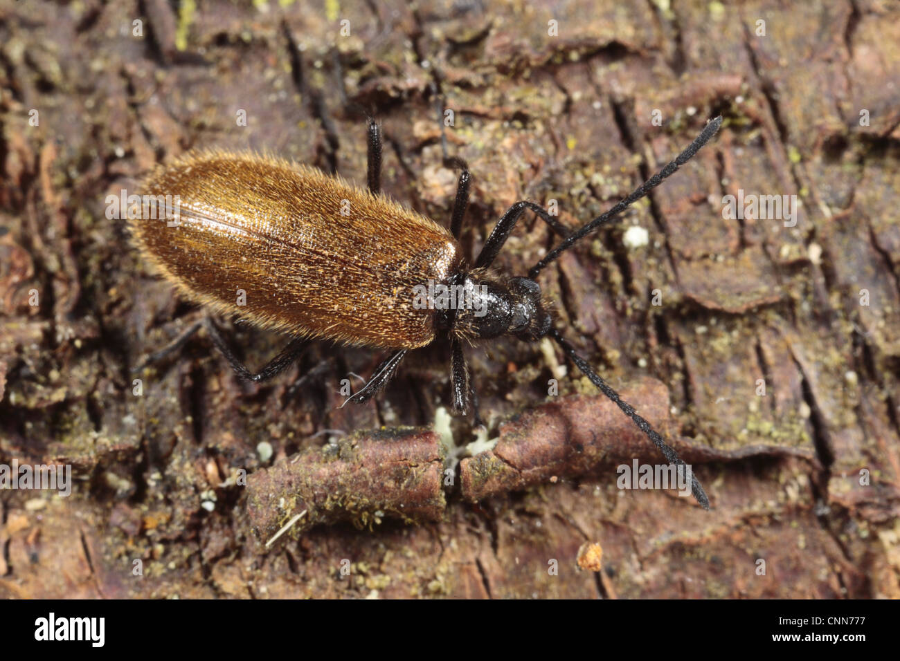 Darkling Beetle Lagria hirta (adultes), debout sur une écorce de bouleau, Powys, Pays de Galles, octobre Banque D'Images