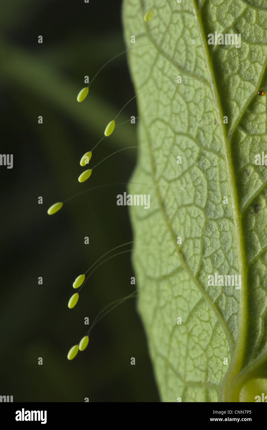Chrysope verte (Chrysopa sp.) Les œufs, déposés sur tige, feuille d'Italie, mai Banque D'Images