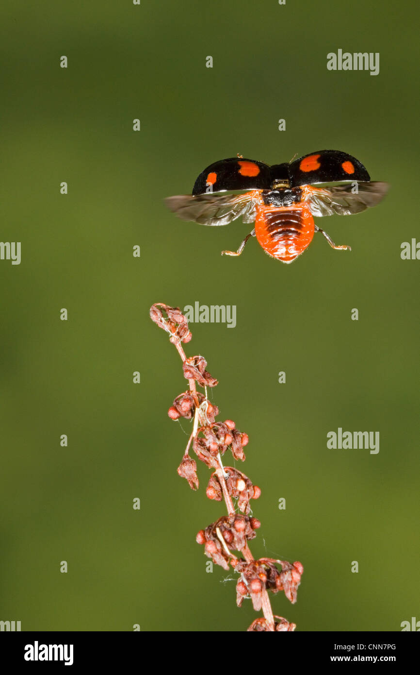 Ladybird (Coccinellidae sp.), adultes en vol, au décollage et à l'usine, Suffolk, Angleterre, novembre Banque D'Images