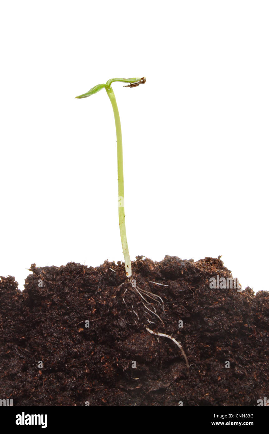 Un semis de tournesol germé fraîchement dans le sol montrant les racines et souches nouvelles feuilles sur un fond blanc. Banque D'Images