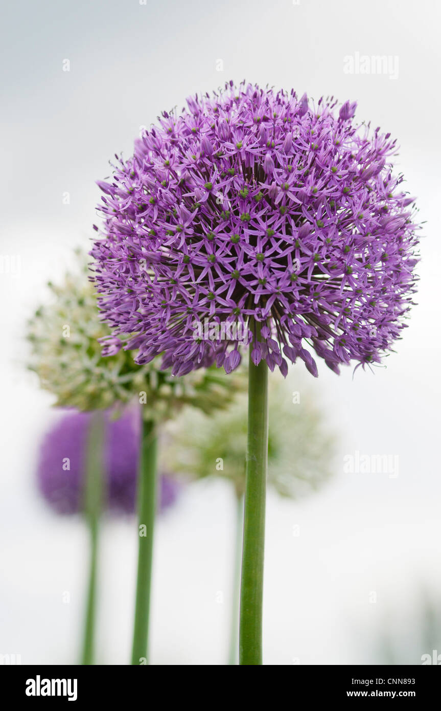 L'allium GLOBEMASTER mélangé à l'ALLIUM STIPITATUM LE MONT EVEREST Banque D'Images