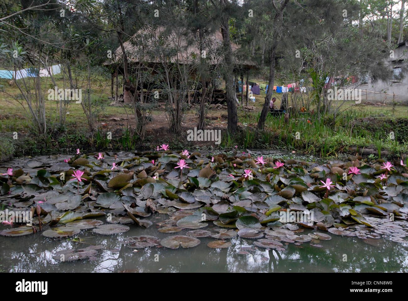 Water Lilies croissant dans le domaine de l'Ossu Timor Leste Banque D'Images