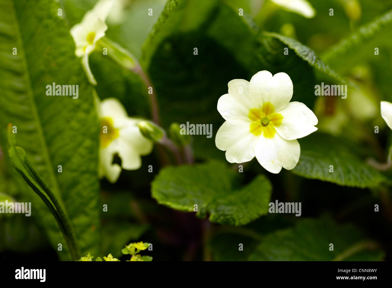 Ou l'anglais commun, Primrose (Primula vulgaris) croissant dans les forêts dans le sud du Pays de Galles. Banque D'Images