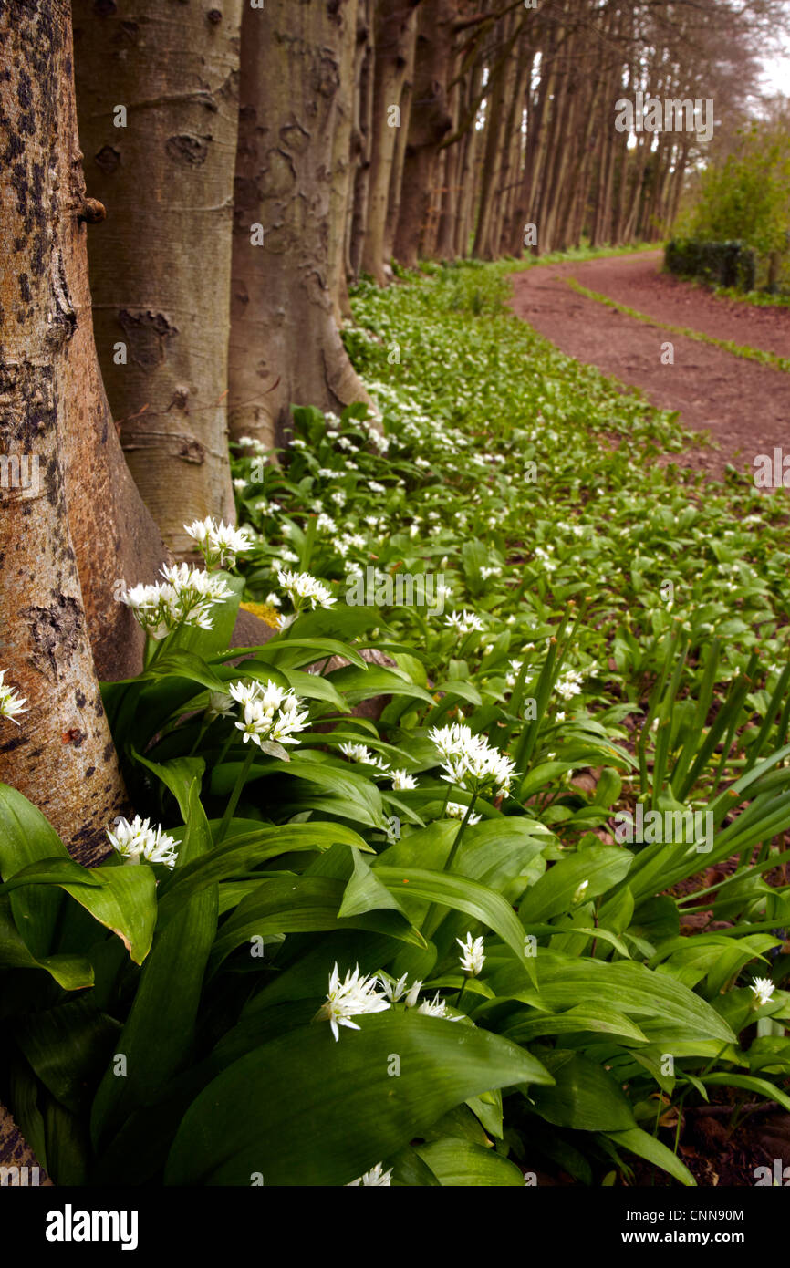 L'ail des ours (Allium ursinum) Ramsons croissant dans une forêt de hêtre. Banque D'Images