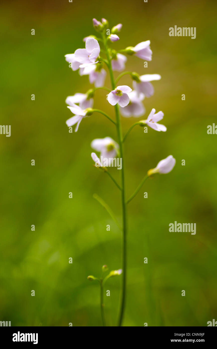 Fleur de coucou ou Lady's Smock (Cardamine pratensis) poussant dans un champ dans le sud du Pays de Galles. Banque D'Images