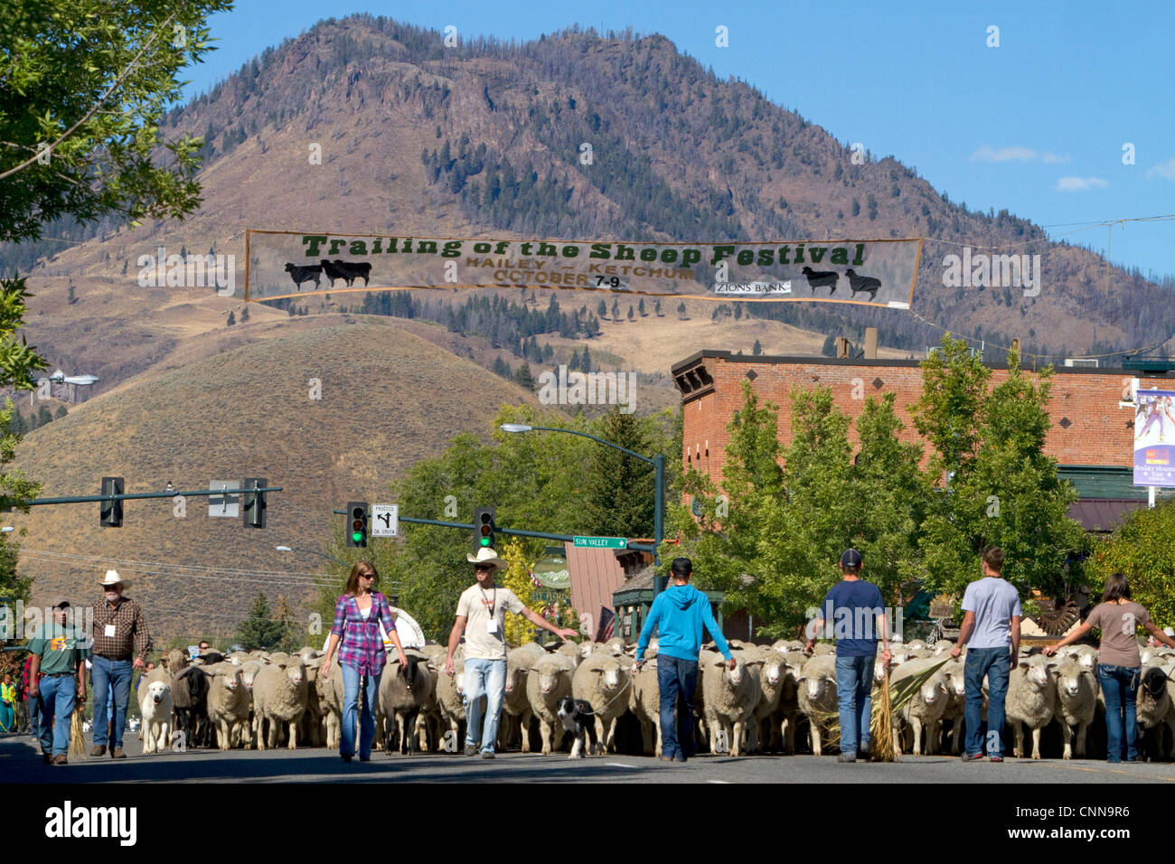 Les ovins étant déplacé à leurs pâturages d'hiver sur le bord de la Parade des moutons sur la rue Main à Ketchum, Idaho, USA. Banque D'Images