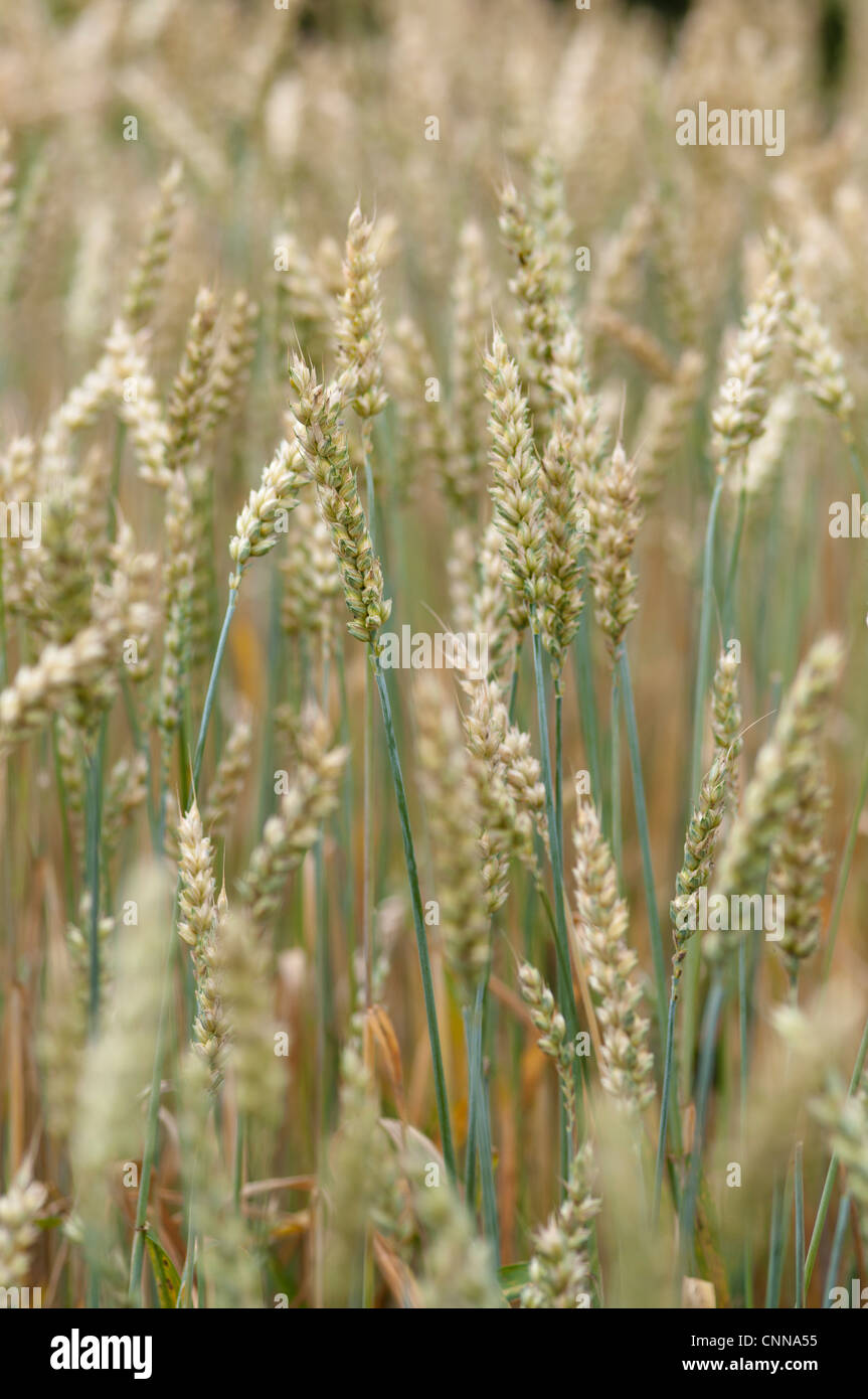 TRITICUM AESTIVUM BLÉ PARAGON Banque D'Images