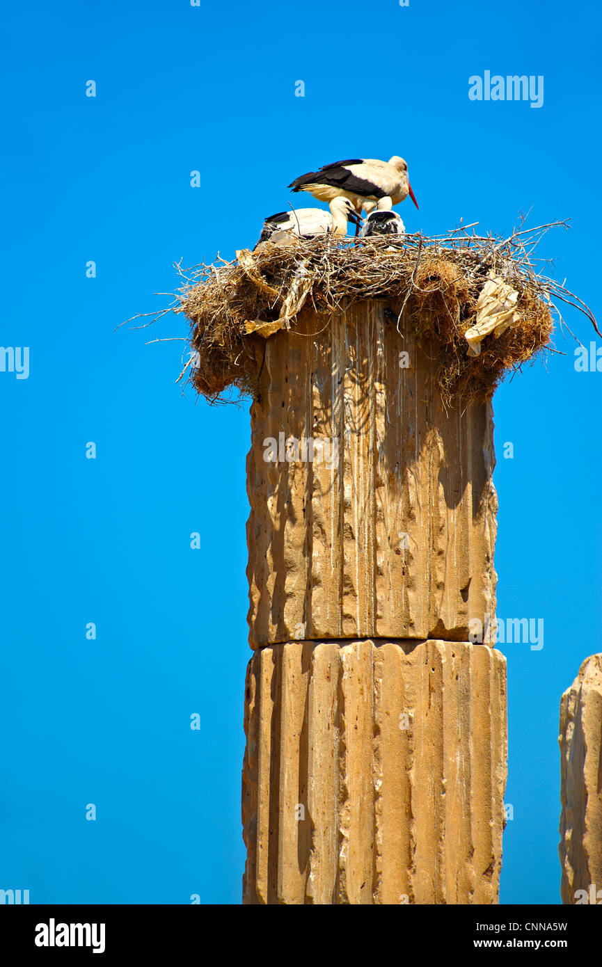 Les cigognes nichant sur les colonnes de l'Hellanistic Apollo Smintheion ionique maras , Turquie Banque D'Images