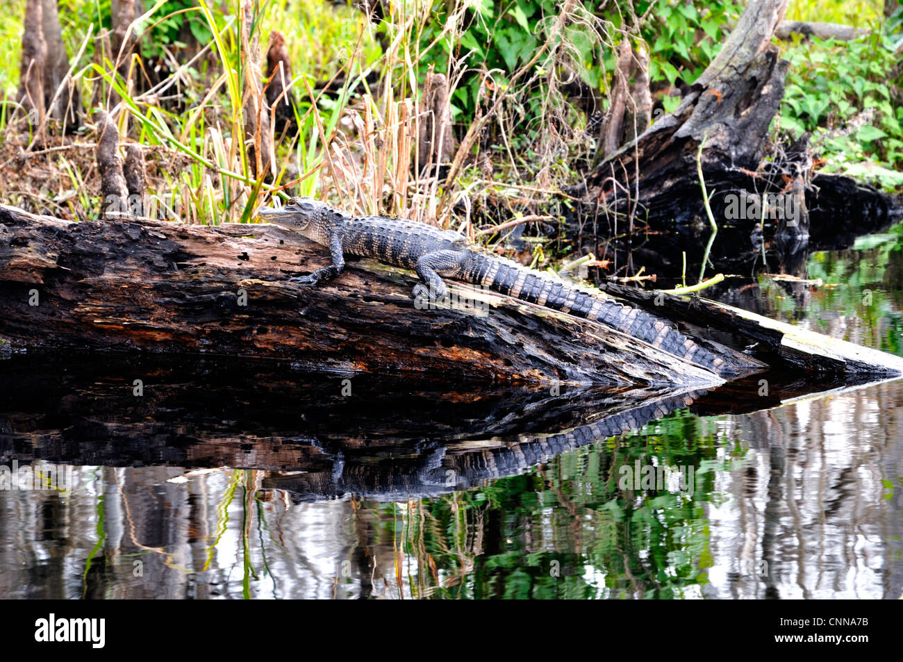 Un jeune alligator se détend sur un journal dans un ruisseau Central Florida Banque D'Images