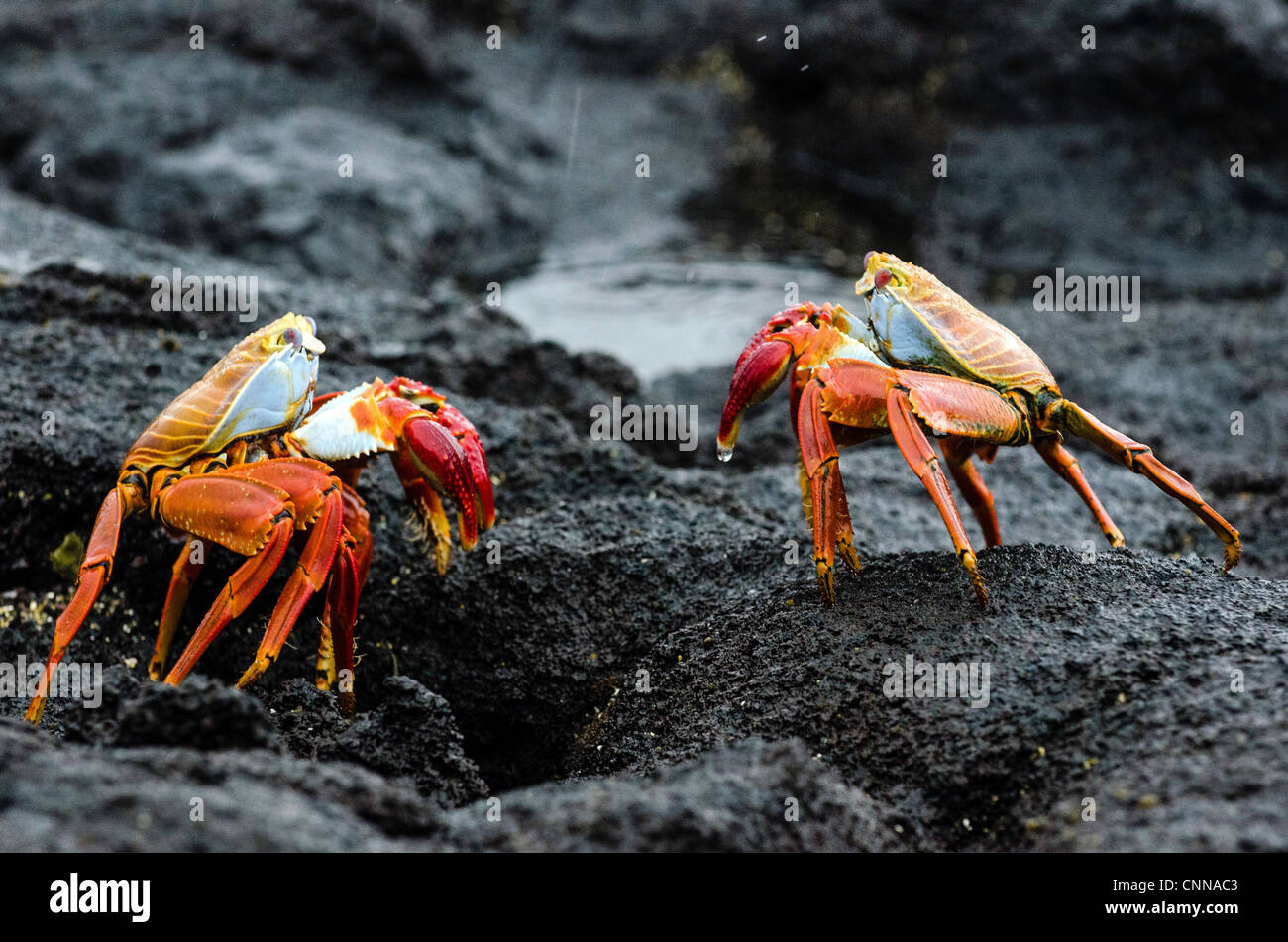 Sally Lightfoot Equateur Galapagos Crabes Banque D'Images