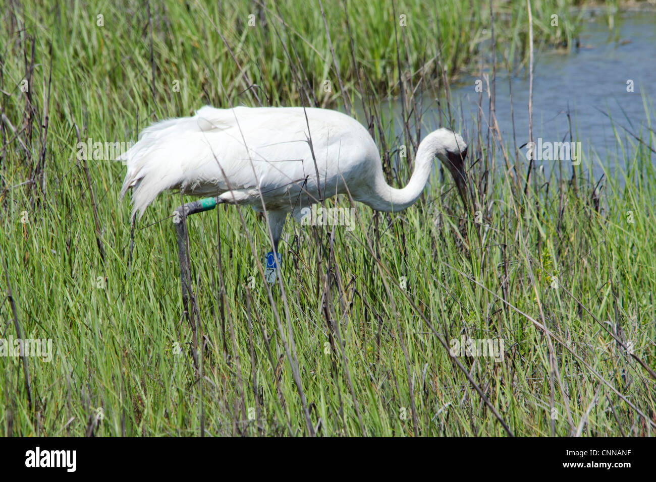 Une grue blanche, Grus americana, se fait nourrir à la réserve naturelle nationale d'Aransas, îles-barrières, Gulf Coast, Texas.ÉTATS-UNIS. Banque D'Images