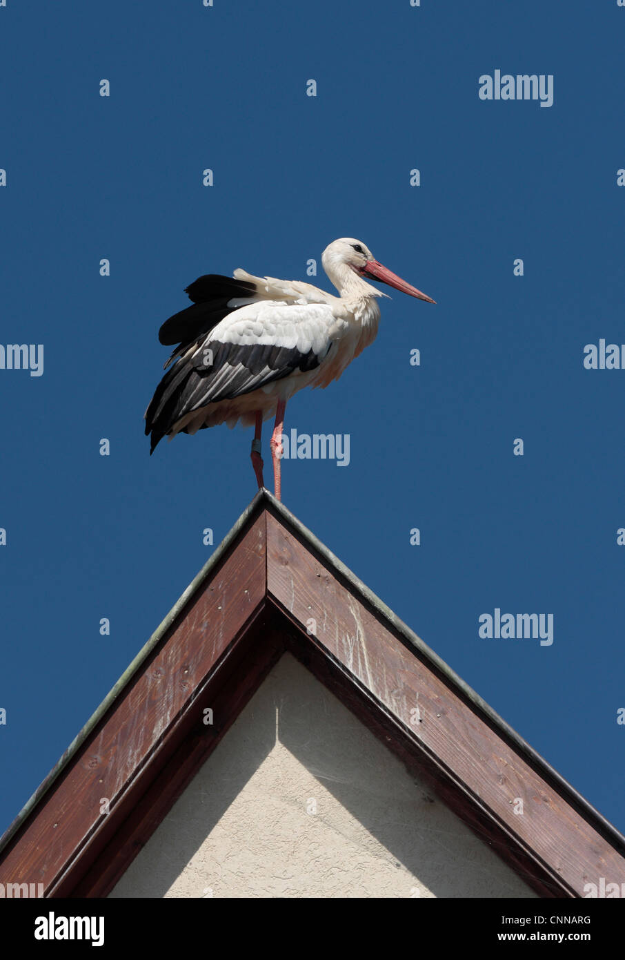 Européens adultes Cigogne blanche Ciconia ciconia Hunawihr Alsace France Banque D'Images