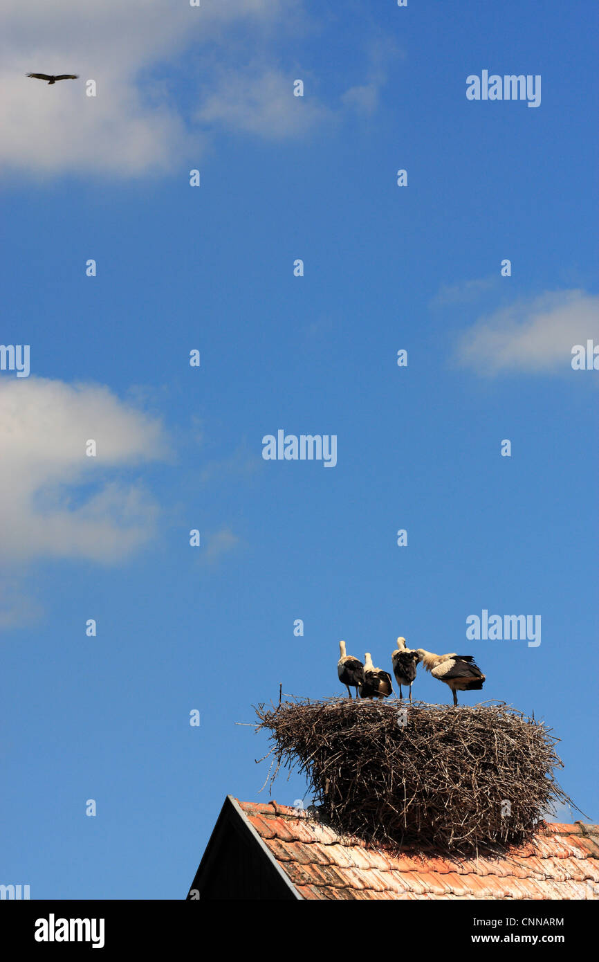 Cigogne blanche Ciconia ciconia européenne poussins adolescents adultes nichent en survole Hunawihr Alsace France Banque D'Images
