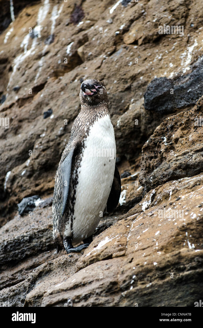 Îles Galapagos Penguin Banque D'Images