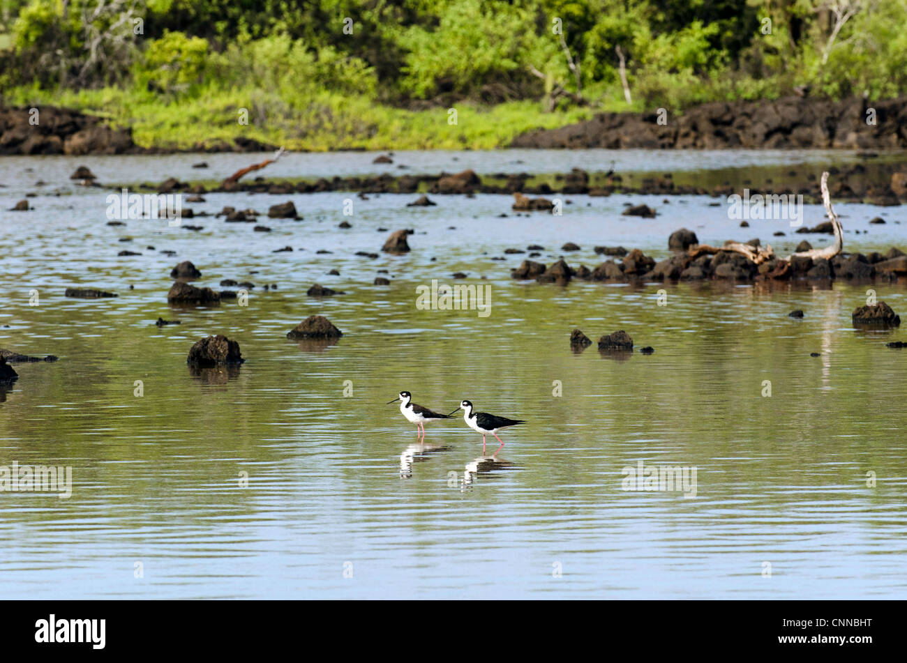 Des oiseaux endémiques des îles Galapagos Équateur Amérique du Sud Banque D'Images