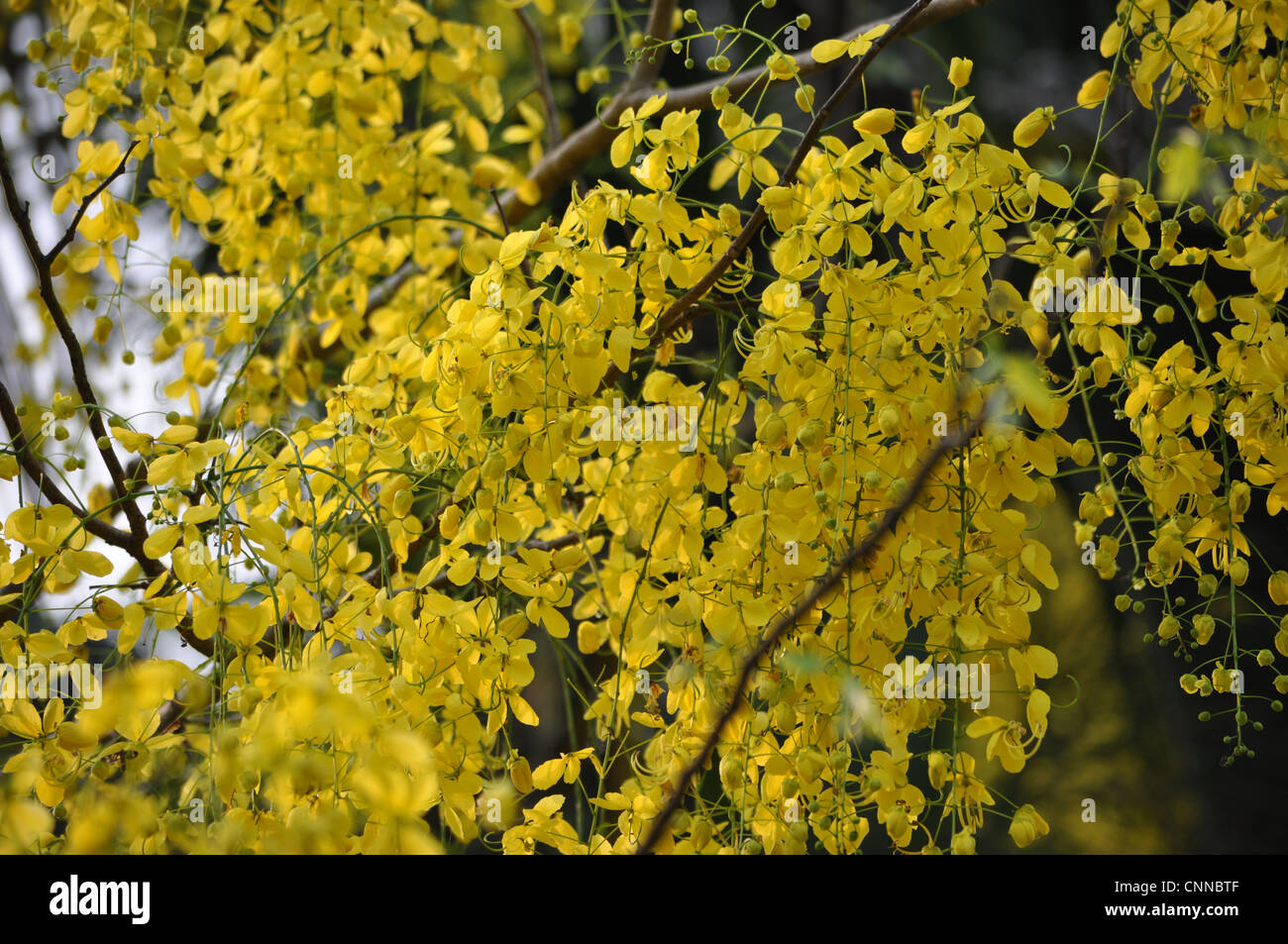 Bouquets de fleurs Cassia fistula Banque D'Images