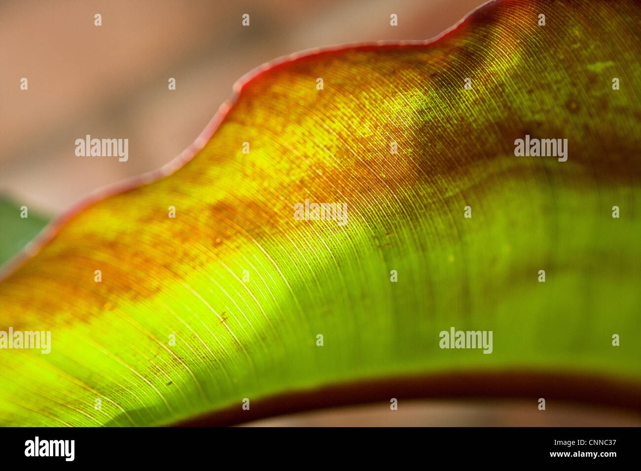 Maurelli Ensete ventricosa - à l'intérieur du Jardin Exotique de Giles va Banque D'Images