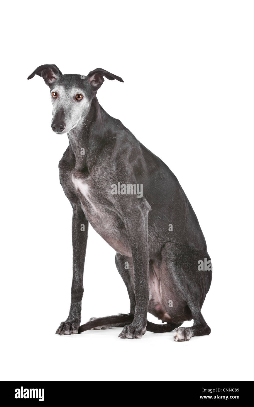 Old Greyhound devant un fond blanc Banque D'Images