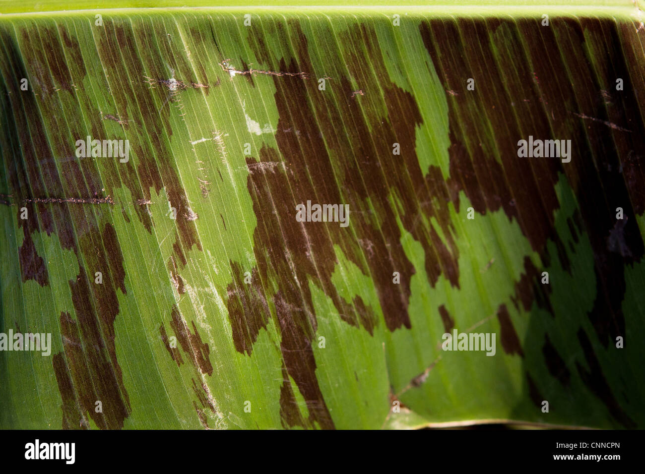 Banane Musa acuminata Dwarf Cavendish Banque D'Images