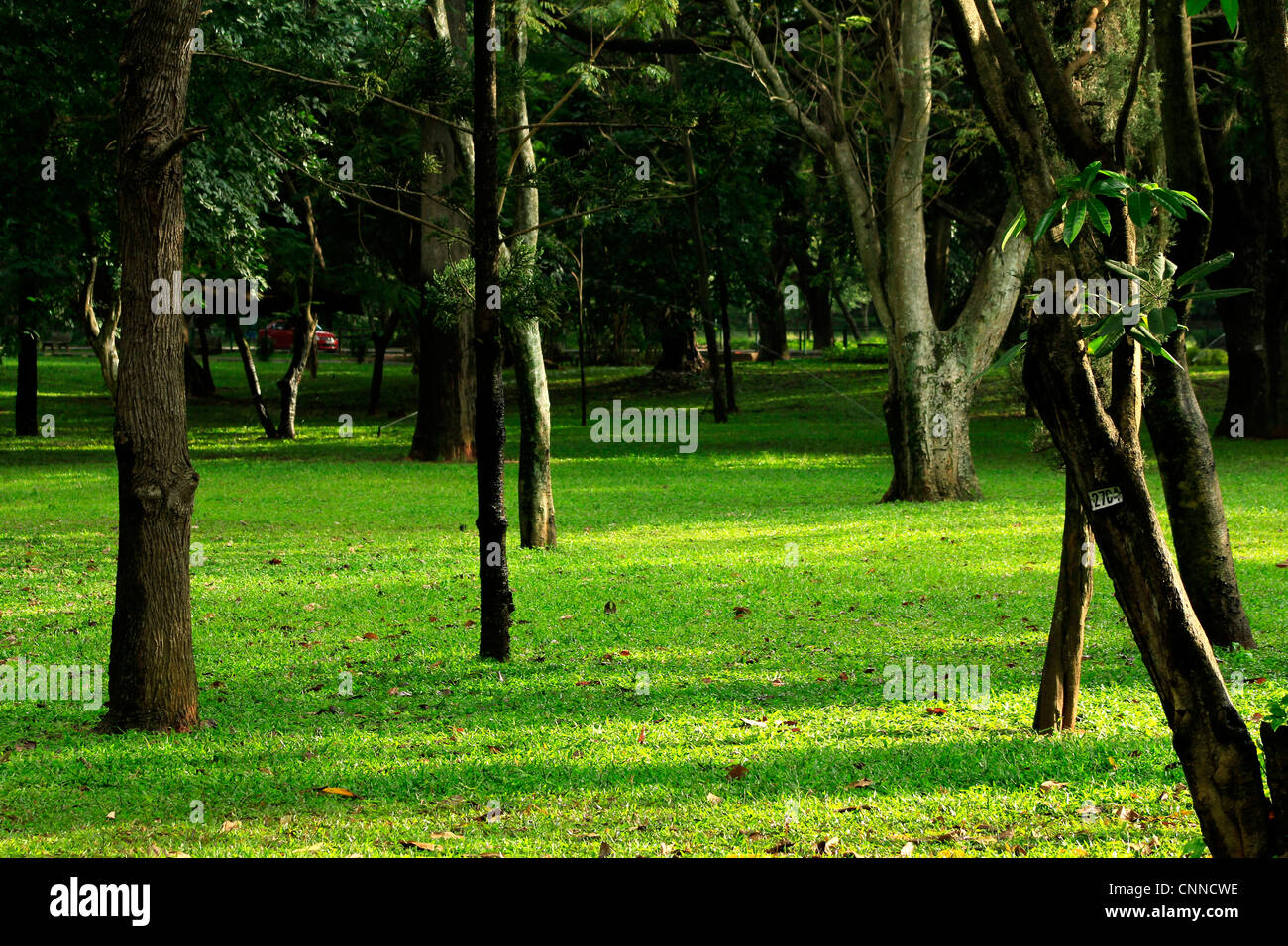 La masse verte à Cubbon park, Bangalore Banque D'Images