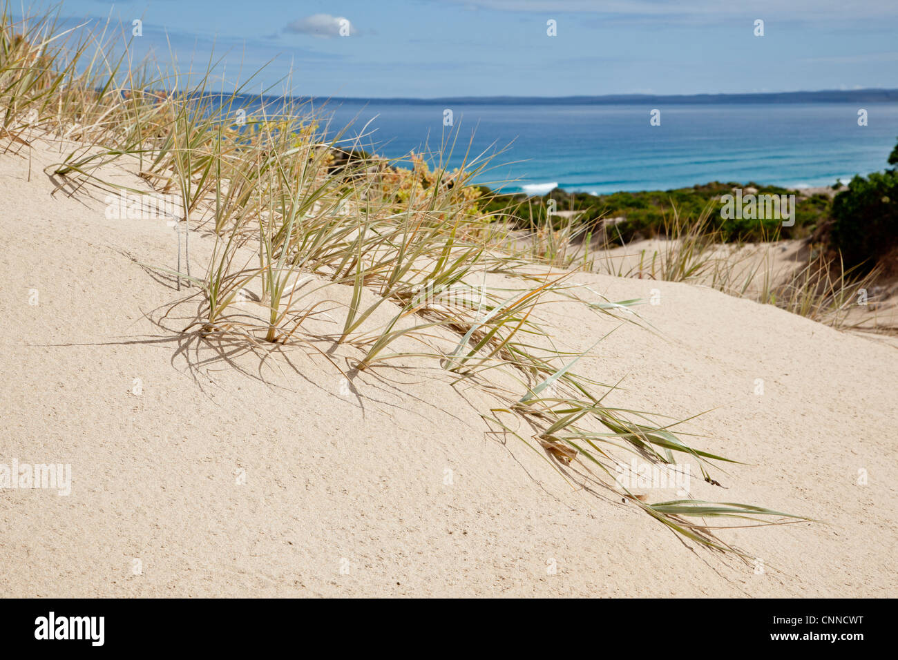 L'herbe des dunes du sud de la péninsule d'Eyre, en Australie Banque D'Images