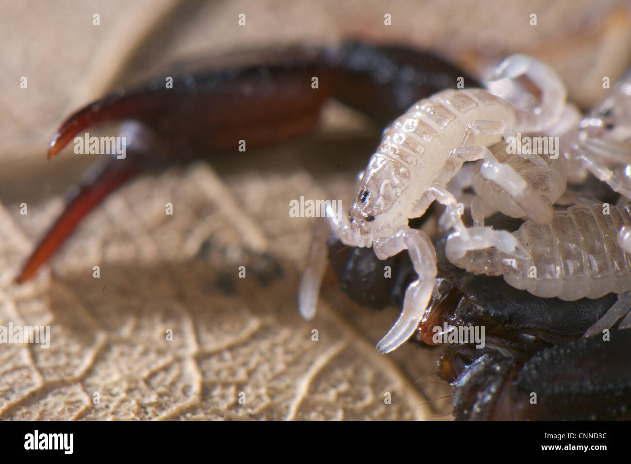 (Scorpion Euscorpius sp.) avec de jeunes femmes adultes à l'arrière, Italie Banque D'Images