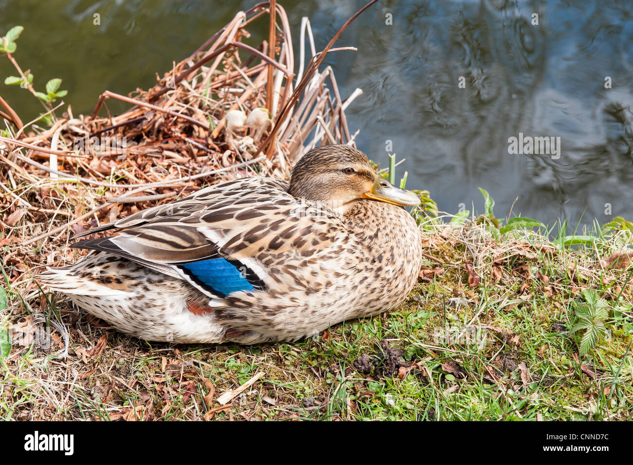 Canard femelle assis au bord de l'étang Banque D'Images