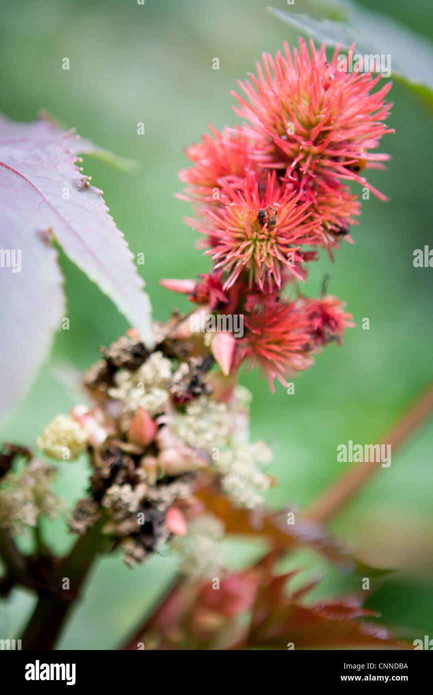 Ricinus communis nouvelle-zélande fleur pourpre Banque D'Images