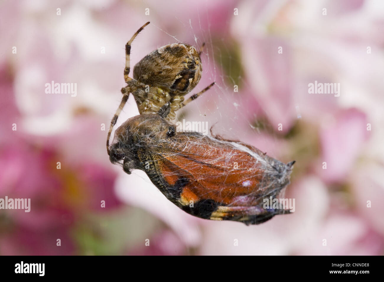 Jardin Spider Araneus diadematus (ORB) femelle adulte, se nourrissant de proies capturées papillon dans web, Angleterre, septembre Banque D'Images
