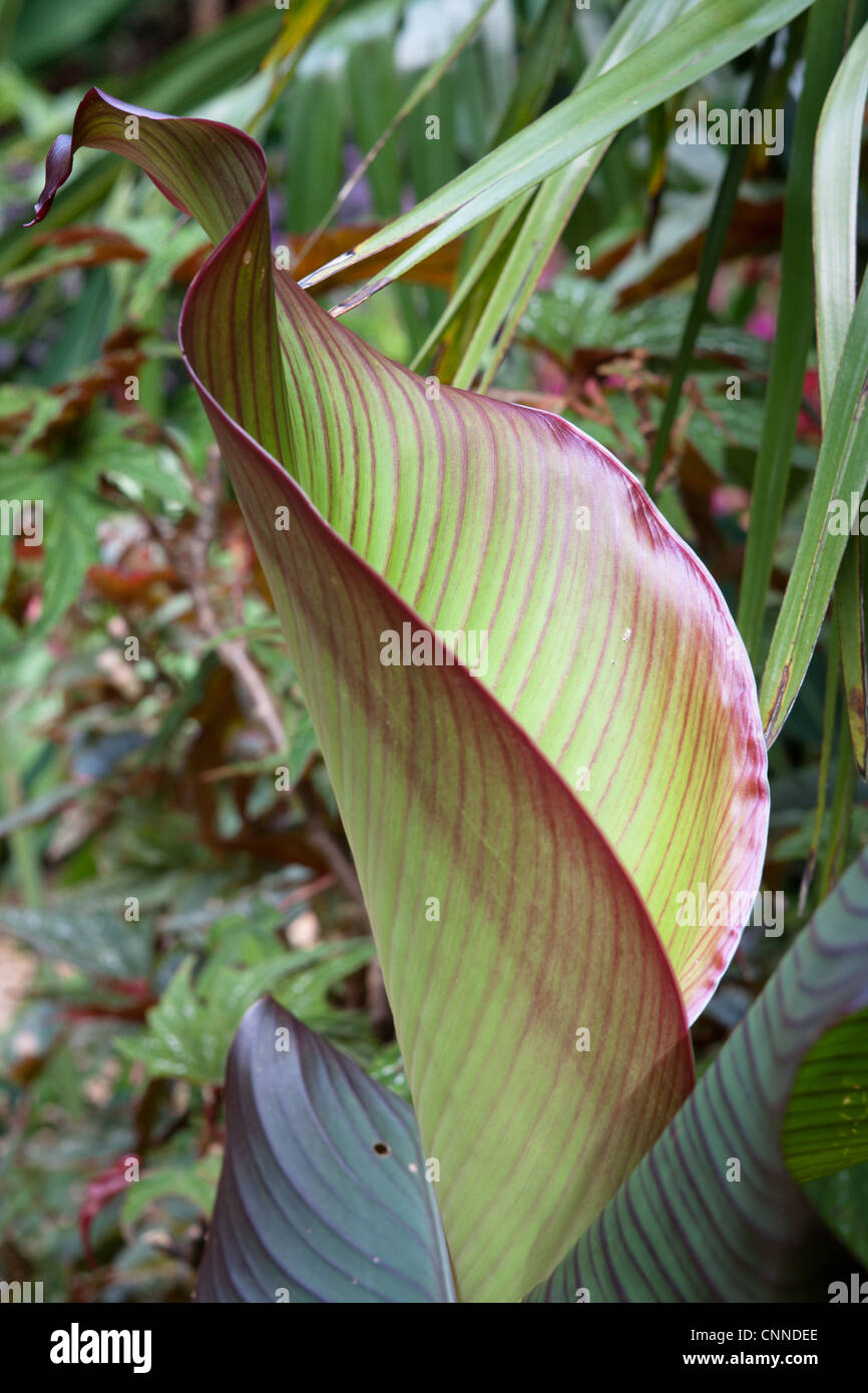 Ensete ventricosum Feuilles Banque D'Images