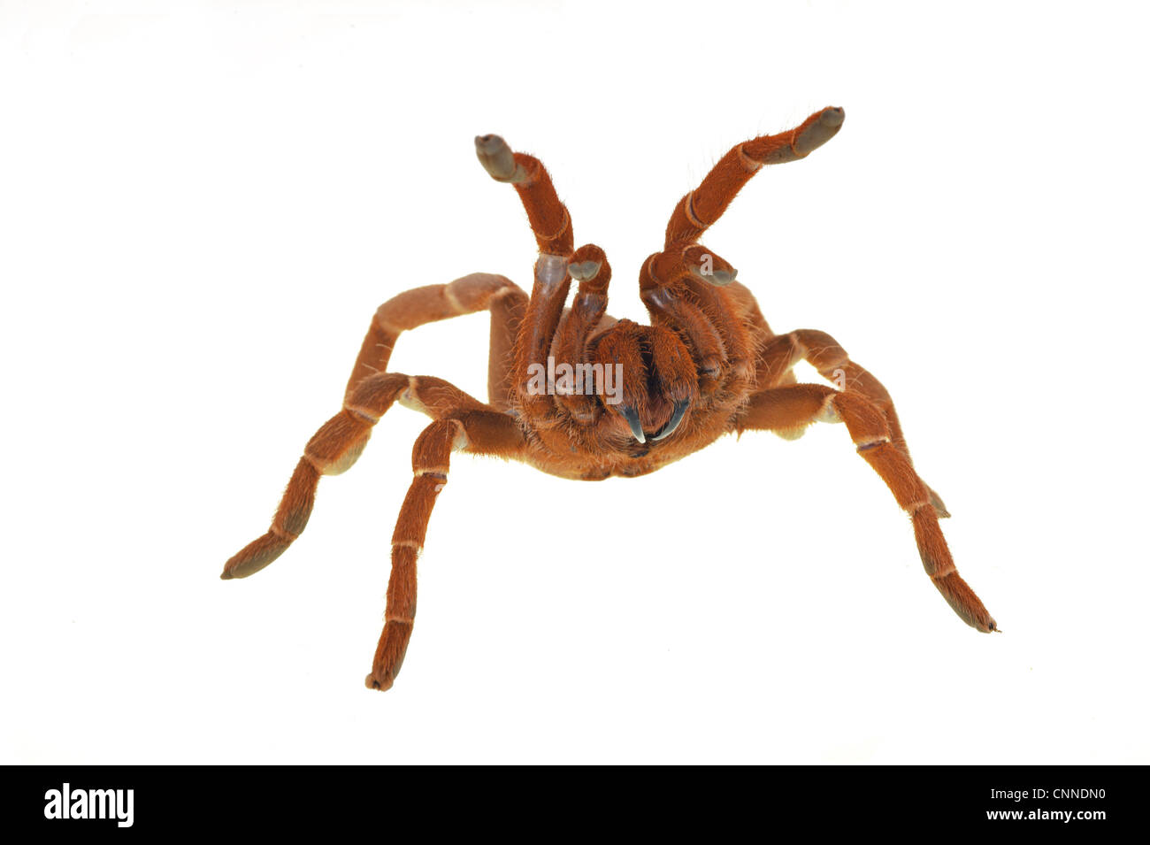 King Baboon Spider (Citharischius crawshayi) adulte, en attitude de défense Banque D'Images