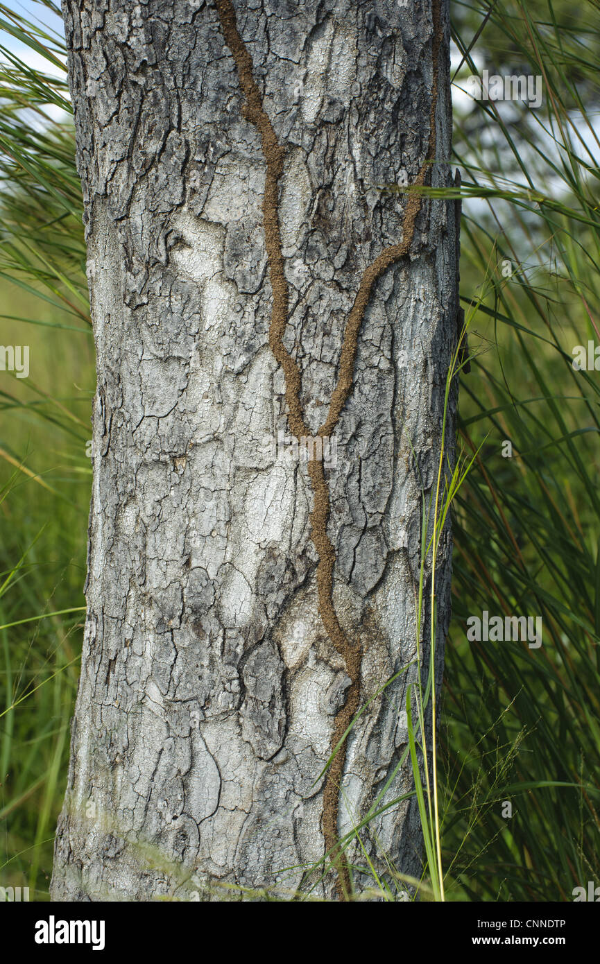 Isoptera (termites sp.) tunnels de sable, sur l'arbre marula (Sclerocarya birrea) tronc, N.P., Kruger Mpumalanga, Afrique du Sud Banque D'Images
