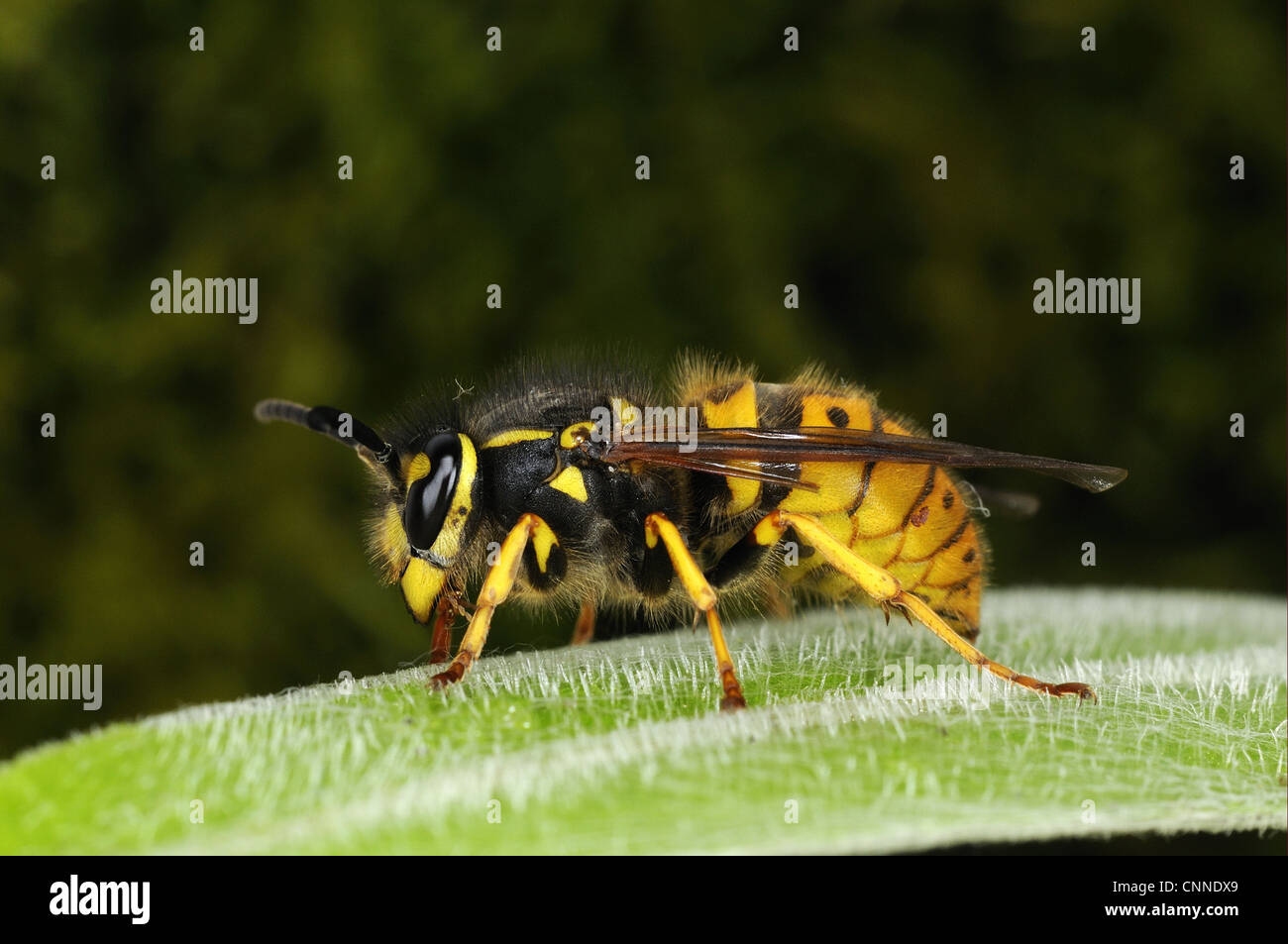 Guêpe commune (Vespula Vulgaris) adulte, reposant sur feuille, Oxfordshire, Angleterre, Mars Banque D'Images