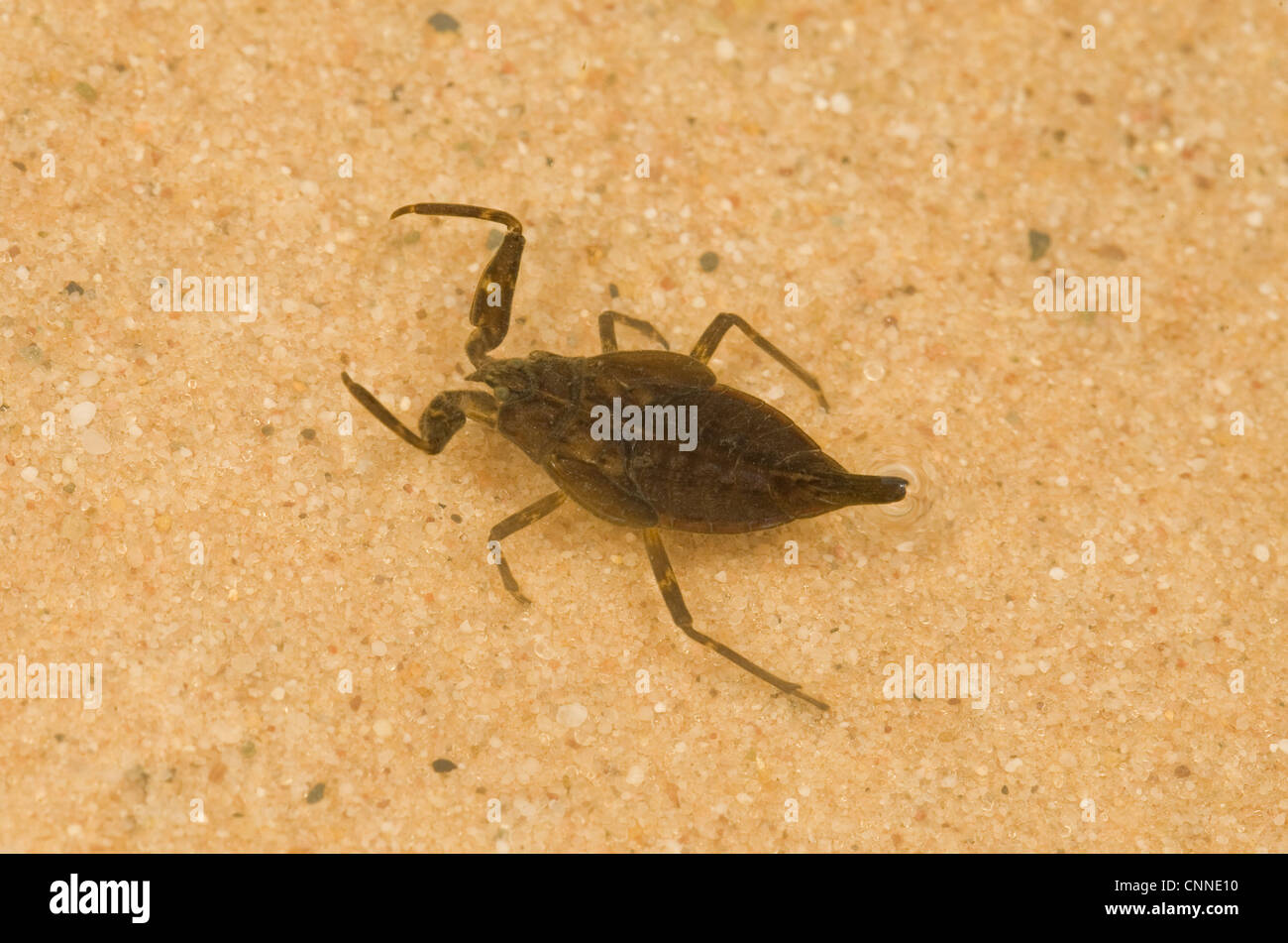 Scorpion d'eau (Nepa cinerea) immature, en eau peu profonde, Norfolk, Angleterre, juillet Banque D'Images