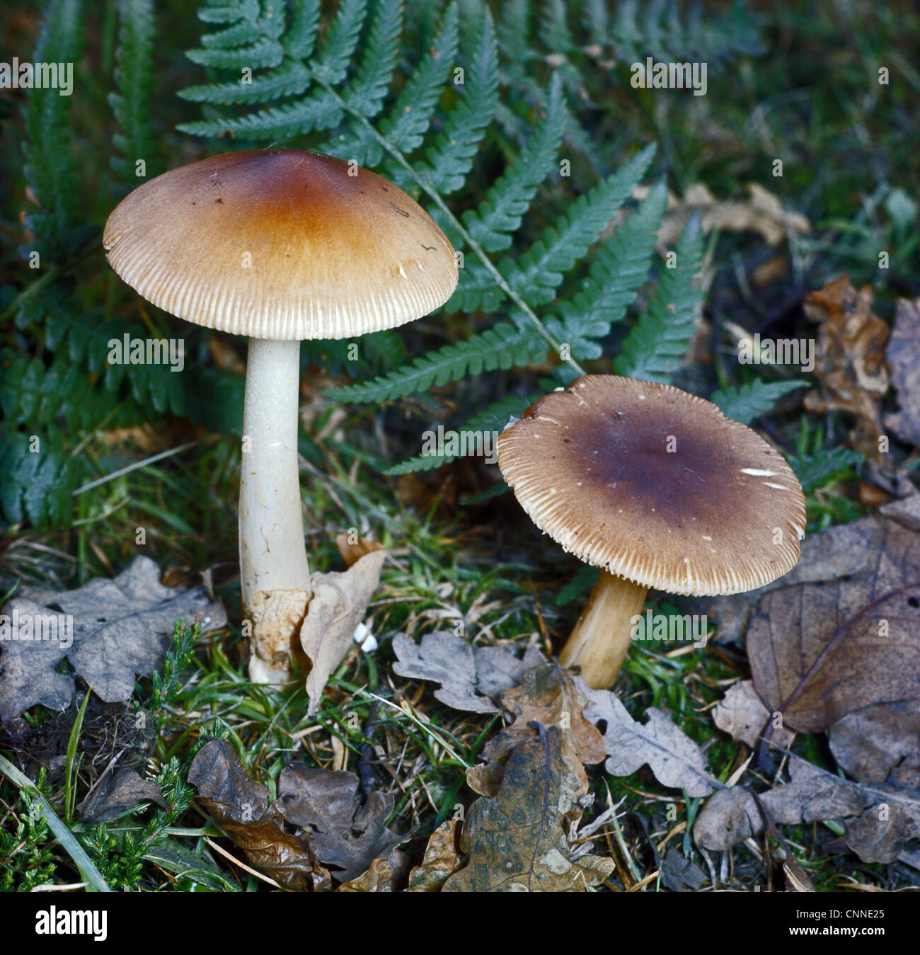 L'Amanita vaginata, communément connu sous le nom de grisette, est un champignon comestible de la famille des Amanitaceae. Banque D'Images