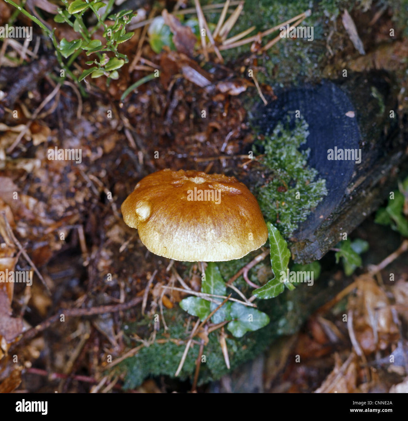 Croton sapineus, communément appelé Scaly Rustgill Banque D'Images