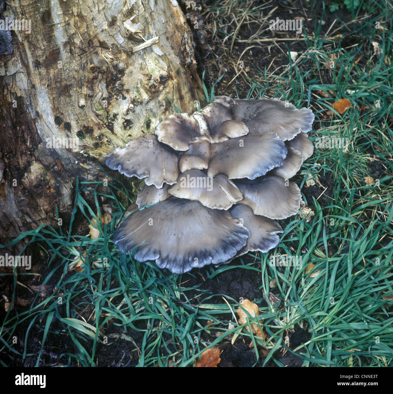 Champignon Pleurotus ostreatus - huître Banque D'Images