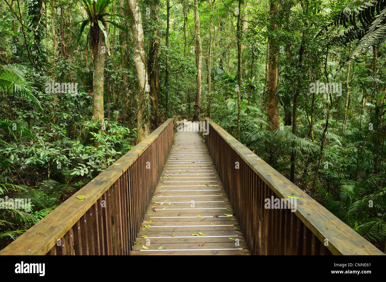 Grâce à la promenade, la forêt tropicale du Parc national de Daintree, Queensland, Australie Banque D'Images