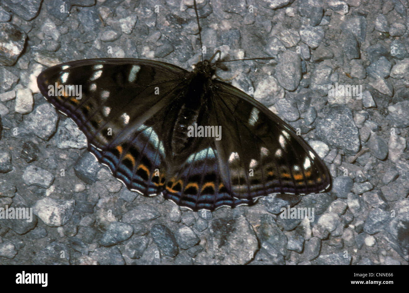 L'Amiral (Limenitis populi peuplier) Homme / France Banque D'Images