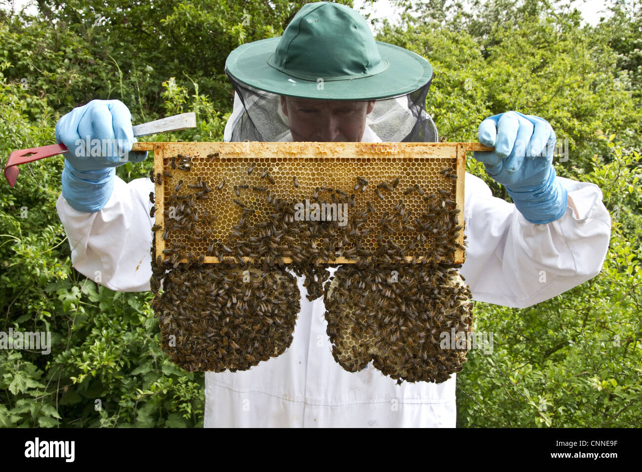 Super trame à l'apiculteur qui contiennent principalement des deux cellules de miel naturel sacrificiel du châssis principal suspendus sont faites par les travailleurs Banque D'Images