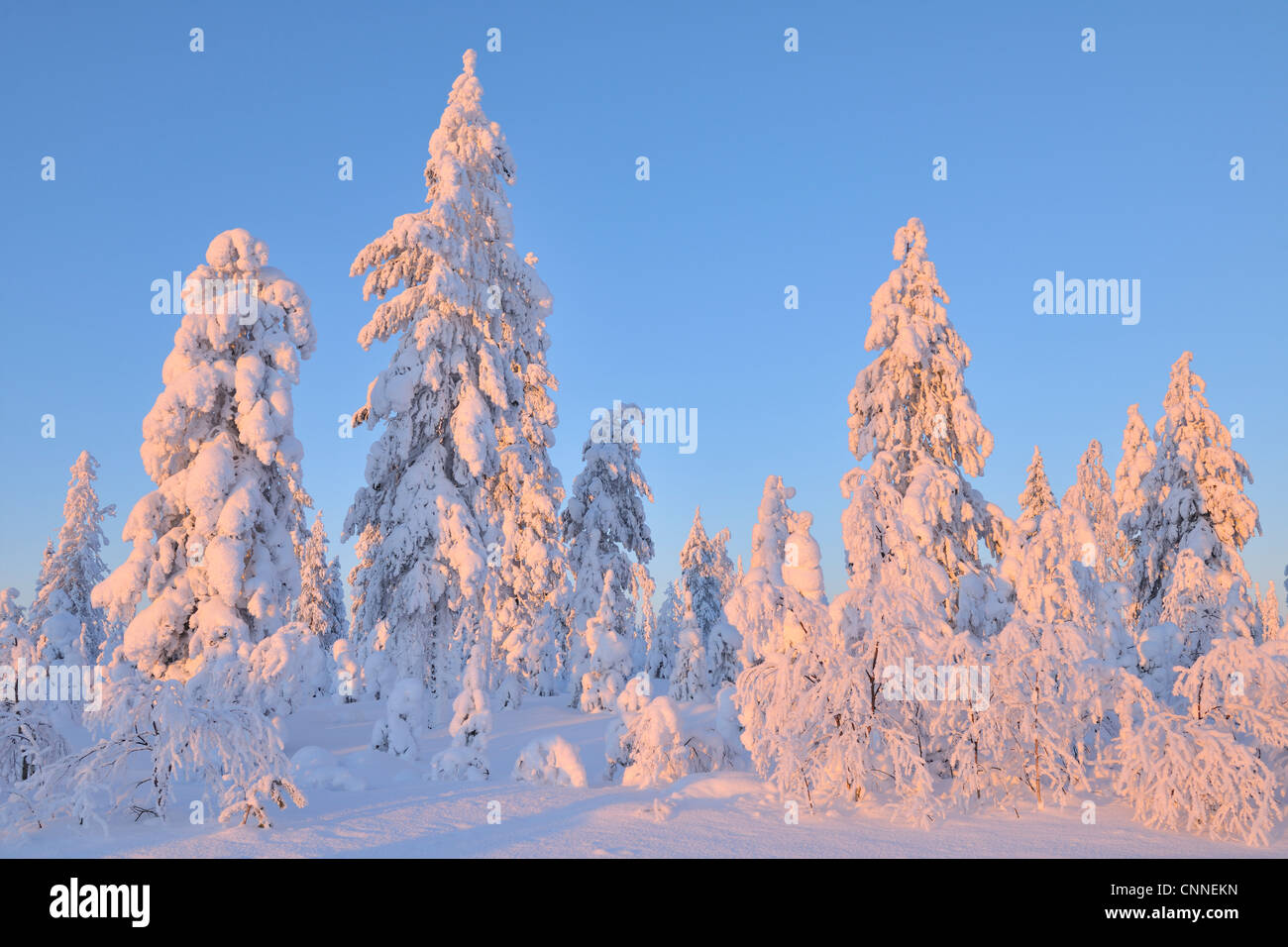 Kuusamo, Ostrobotnie du Nord, Province d'Oulu, Finlande Banque D'Images