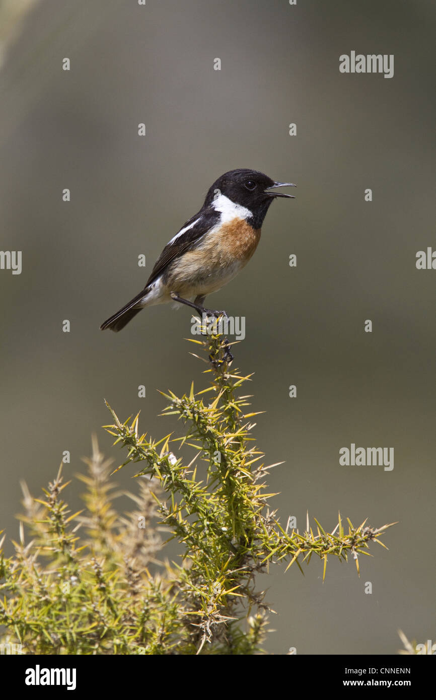 Mâle chanteur Stonechat sur l'ajonc. Banque D'Images