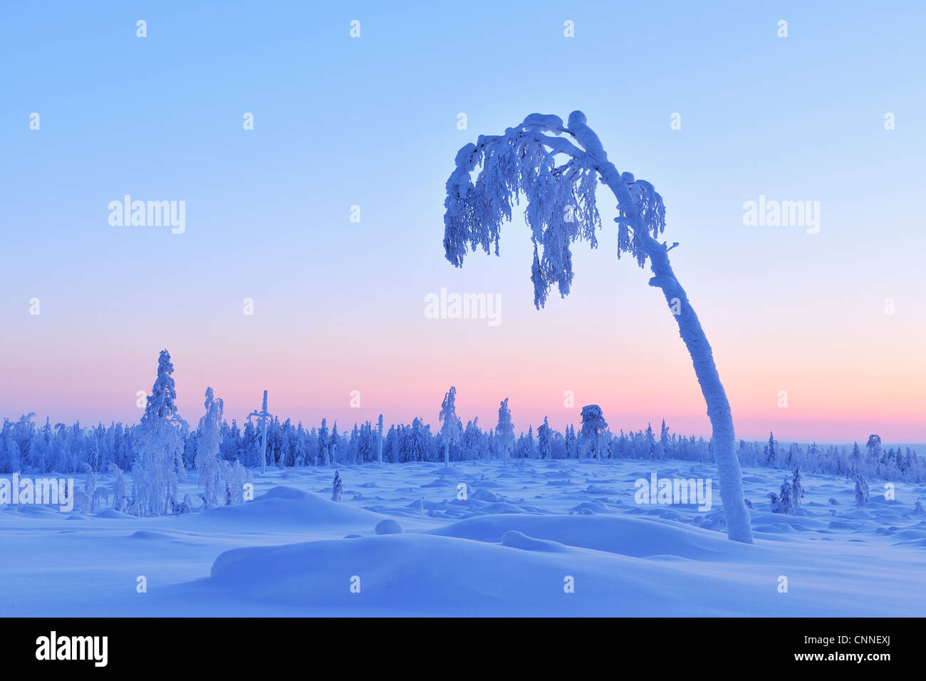 Arbre couvert de neige au crépuscule, Nissi, Ostrobotnie du Nord, en Finlande Banque D'Images