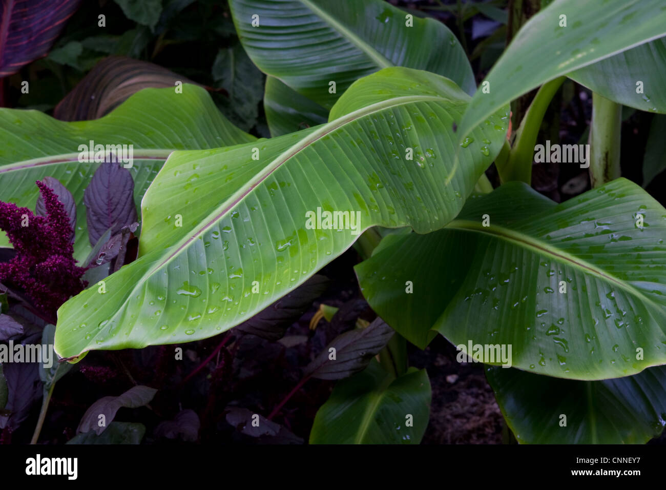 Musa Sikkimensis est droite, gauche est l'Amaranthus violet. Banque D'Images