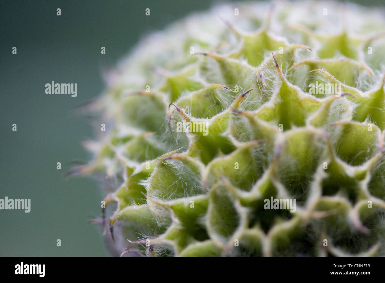 Phlomis fruticosa chef détail et close up Banque D'Images