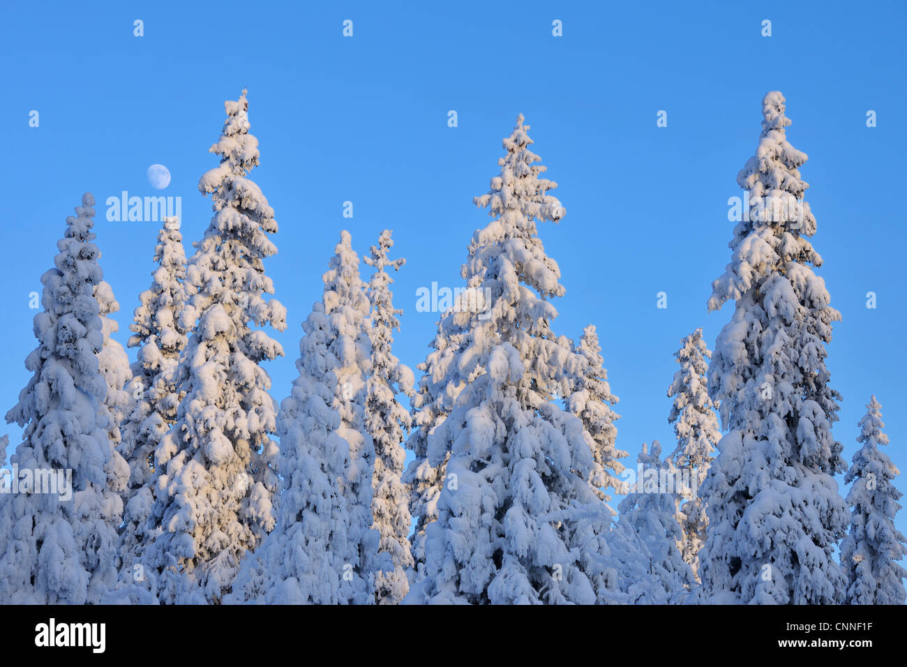 Lune derrière les arbres couverts de neige, Kuusamo, Ostrobotnie du Nord, en Finlande Banque D'Images